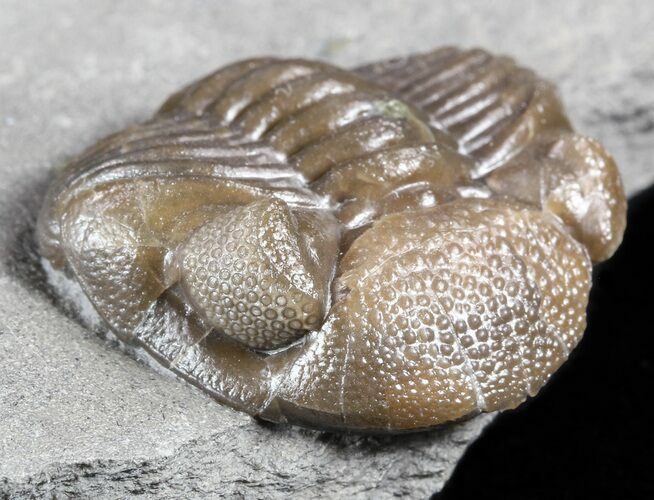 Wide, Enrolled Eldredgeops Trilobite - Ohio #55457